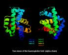 aminoacids